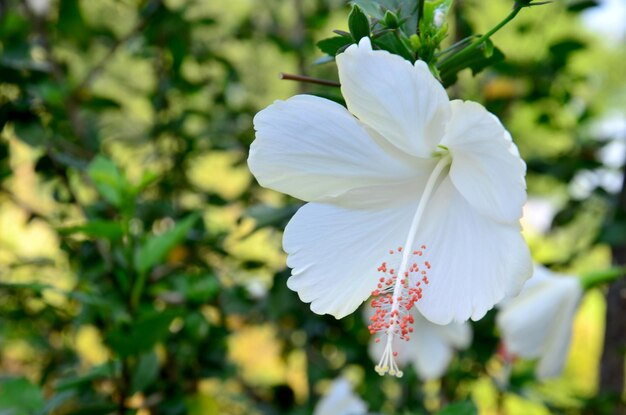 Biały Hibiscus rosasinensis w ogrodzie