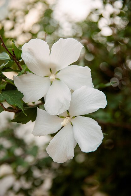 Biały Hibiskus Kwitnący Na Zewnątrz. Piękny Biały Hibiskus.