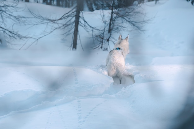 Biały husky z Alaski w śniegu