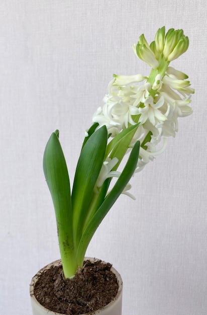 Biały Hyacinthus orientali w garnku