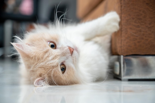 Biały i brązowy kot perski o uroczej twarzy