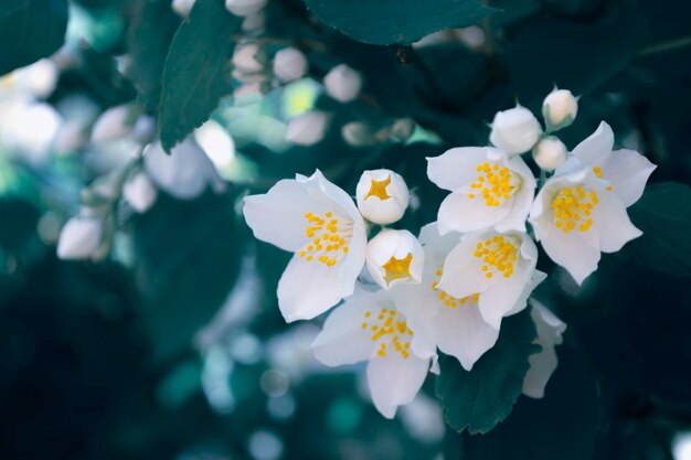 Biały jaśmin Gałąź delikatne wiosenne kwiaty