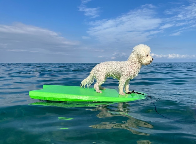 Biały Kędzierzawy Pies Bichon Surfuje Na Desce Surfingowej Na Brzegu Morza