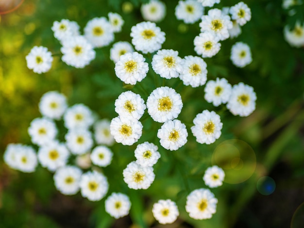 Biały kolor Feverfew Pyrethrum parthenium w ogrodzie