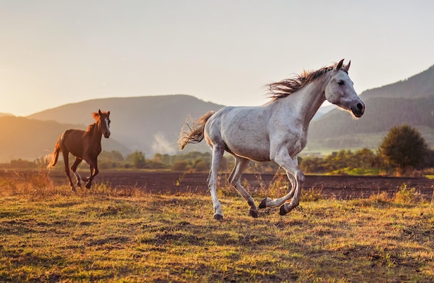 Zdjęcie biały koń arabski biegnący po trawie, kolejny brązowy za nim, popołudniowe słońce świeci w tle