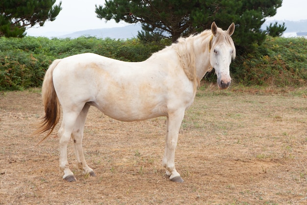 Biały koń na łące