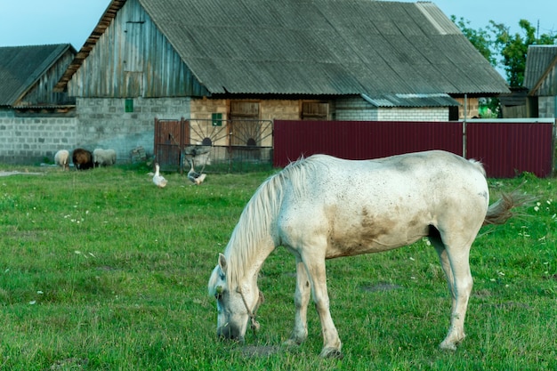 Biały koń na pastwisku zjada zieloną trawę Koń chodzi po zielonej łące podczas zachodu słońca Gospodarstwo hodowlane Produkcja mięsa i mleka