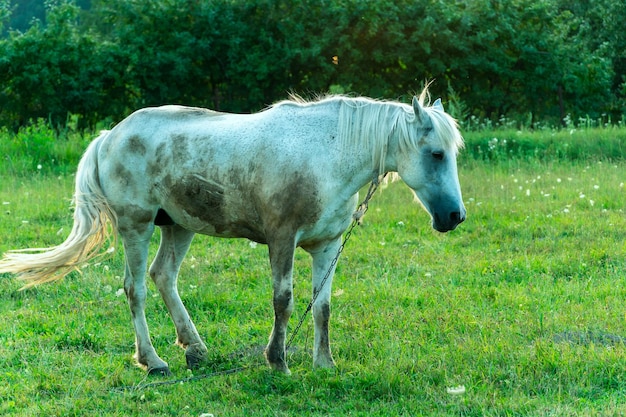 Biały koń na pastwisku zjada zieloną trawę Koń chodzi po zielonej łące podczas zachodu słońca Produkcja mięsa i mleka w gospodarstwie hodowlanym