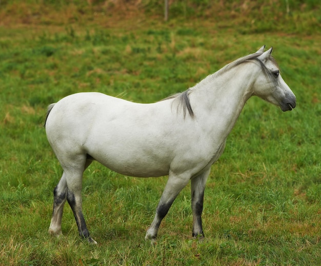 Biały koń pasący się na zielonym pastwisku Domowe zwierzę hodowlane lub kucyk stojący na polu rolniczym ze świeżą trawą Jeden ogier lub klacz z grzywą wędrujący swobodnie na łące
