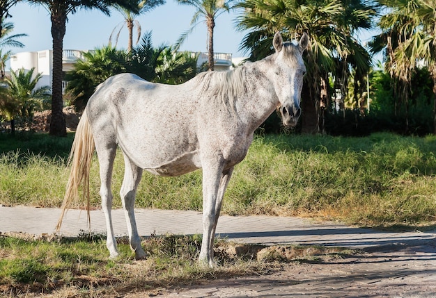 Biały koń stoi na tle palm o zachodzie słońca