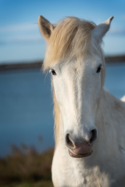 Zdjęcie biały koń w camargue