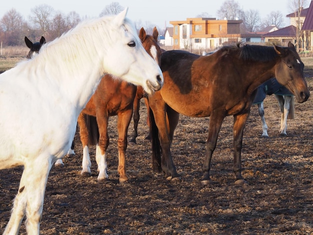 Biały koń z czarnym ogonem stoi na polu z innymi końmi.