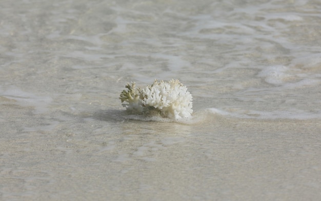 biały koral na białym piasku na tropikalnej wyspie