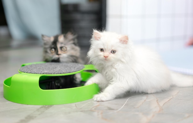 Zdjęcie biały kot bawiący się zabawką koncepcja zwierzęcia