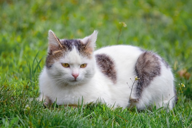 Biały kot cętkowany siedzi w ogrodzie na trawie.