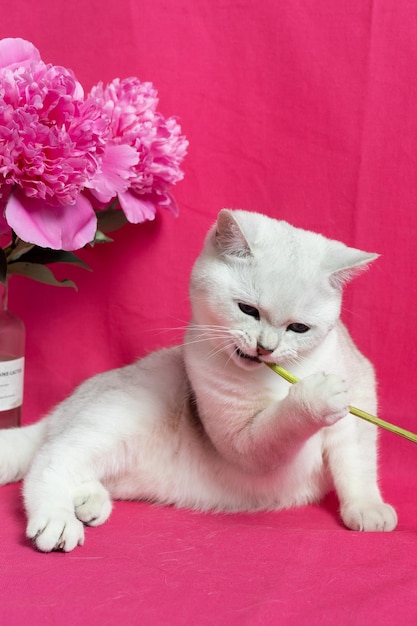 Biały kot gryzie różowe piwonie na różowym tle Rasa brytyjska srebrna szynszyla