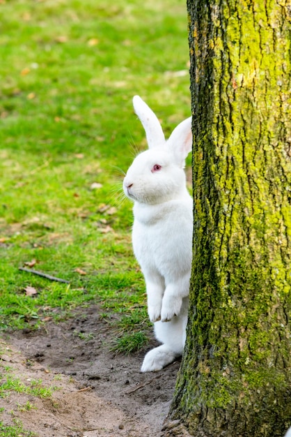 Zdjęcie biały kot leżący na polu