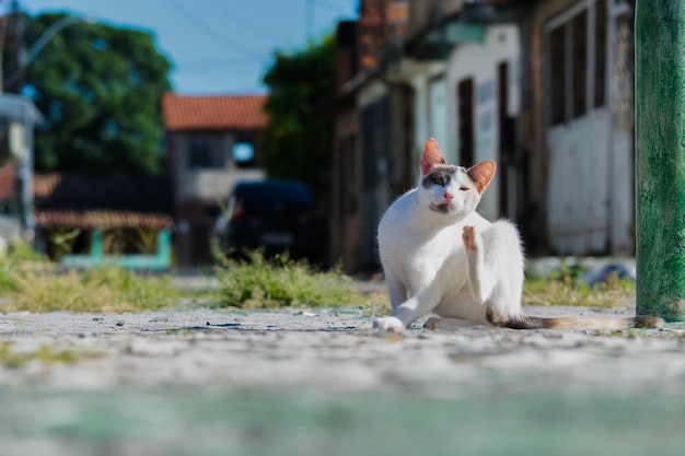 Biały kot na ulicy patrzący na kamerę