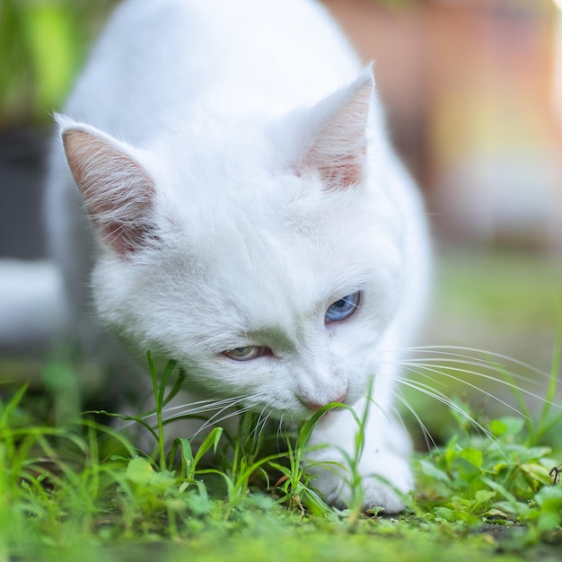 Biały kot o niebieskich oczach wącha trawę.