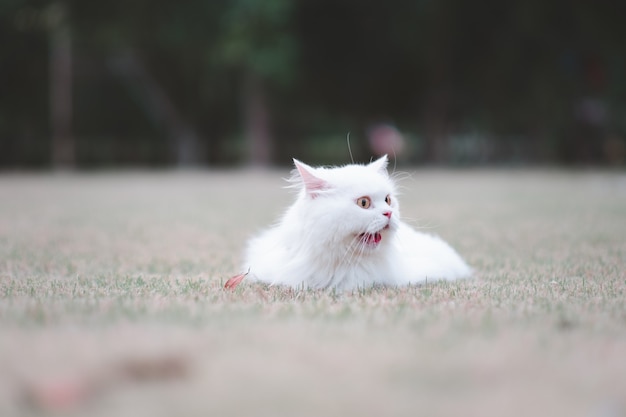 Biały kot perski na trawie wygląda na podekscytowanego w parku