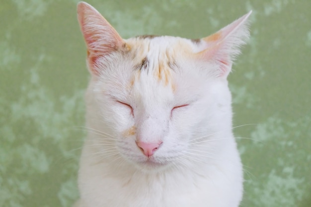 Biały kot siedzi słodko śpiąc z duchem spokoju i relaksu.
