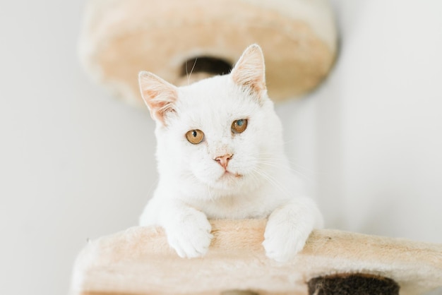 Biały kot uratowany na ulicy z obolałym okiem siedzi w swoim domu drapakiem i patrzy