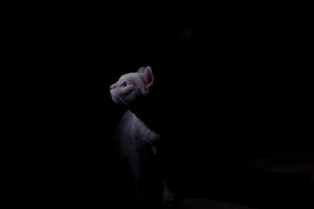 Biały kot w ciemnej koncepcji ciemnego pokoju