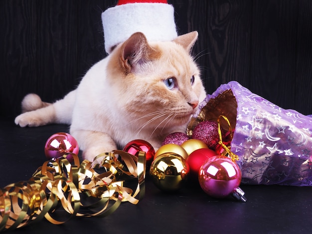 Biały kot w świątecznej czapce, zabawny kot, koncepcja Bożego Narodzenia.