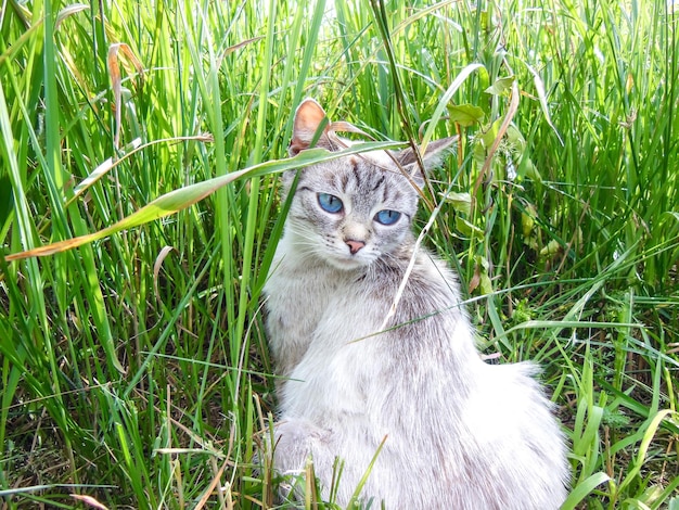 Zdjęcie biały kot z niebieskimi oczami na trawie