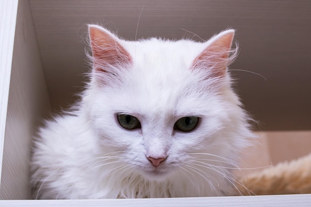 Biały kot z zielonymi oczami zbliżenie portret