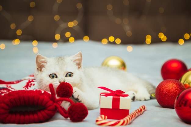 Zdjęcie biały kotek brytyjski bawi się na kocyku ze świątecznymi dodatkami - lizak, skarpetki, prezenty, bombki. świąteczny nastrój. czekam na wakacje.