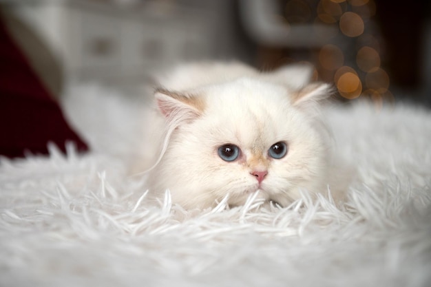 Biały kotek brytyjski długowłosy