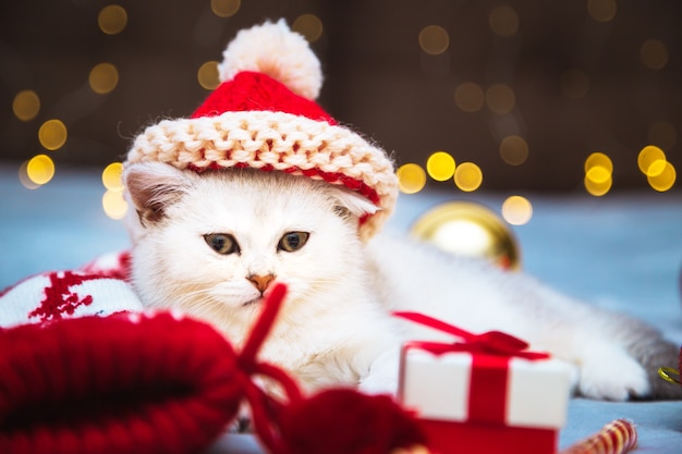 Biały kotek brytyjski w santa hat leżący na kocu. W pobliżu znajdują się świąteczne akcesoria - lizak, skarpetki, prezenty, bombki. Świąteczny nastrój.