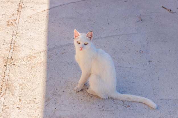 Biały kotek chodzi po ulicy