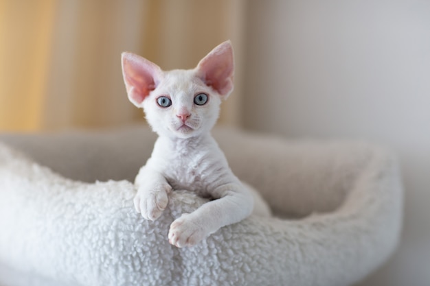 Biały kotek Devon Rex leży w łóżku