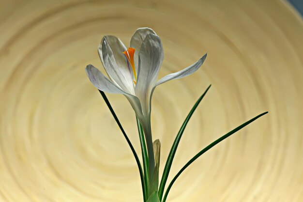 biały krokus wiosenny kwiat, wiosna streszczenie tło, koncepcja natury