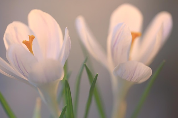 biały krokus wiosenny kwiat, wiosna streszczenie tło, koncepcja natury
