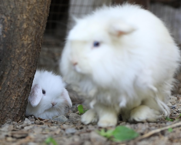 biały królik na trawniku