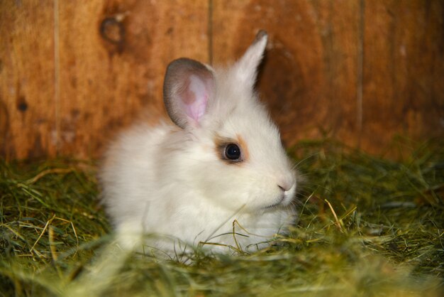 Biały królik siedzi na trawie