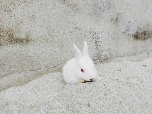 Biały królik z podbitym okiem i brązową plamką na twarzy.