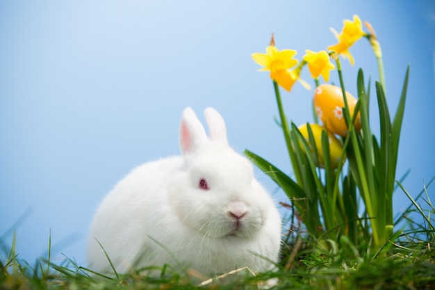 Biały królika obsiadanie obok Easter jajek odpoczywa w daffodils