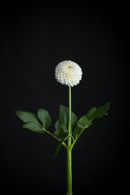 Biały kruchy kwiat dalii na białym na czarnym tle, kartkę z życzeniami