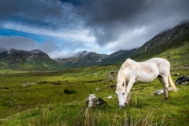 Biały Kucyk Connemara Na Zielonej łące