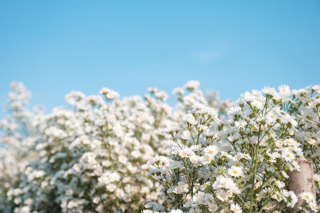 Biały kwiat aster kwitnący w ogrodzie