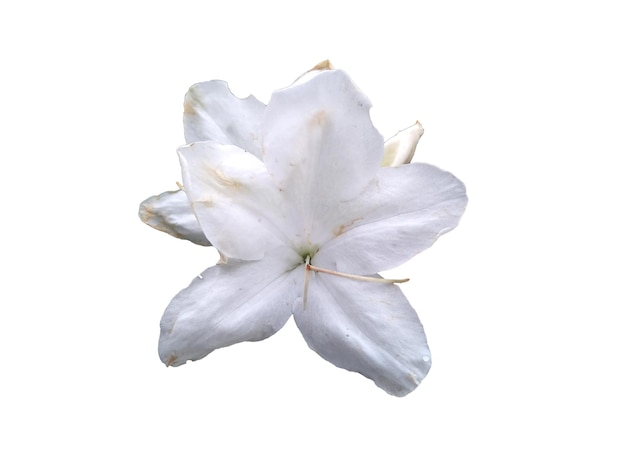 Biały kwiat azalia na białym tle