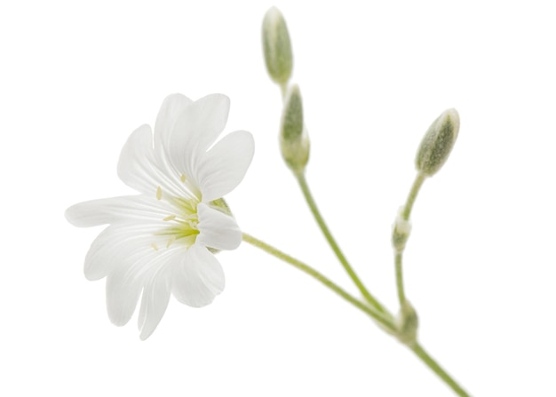Biały kwiat Cerastium na białym tle