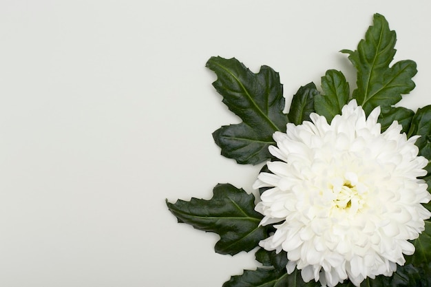Biały kwiat chryzantemy z zielonymi liśćmi na teksturowanym tle