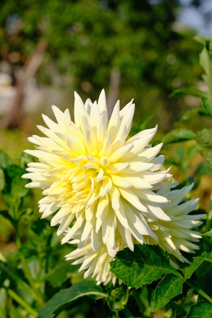 Biały Kwiat Dalii Rosnący Na Działce Daczy W Jasny Słoneczny Dzień