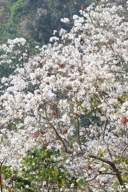 Biały Kwiat Drzewo Bauhinia Variegata