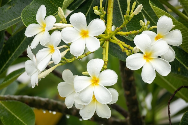 Biały kwiat Frangipani Plumeria alba z zielonymi liśćmi